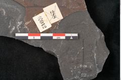 Foto (Detailansicht) von Senftenbergia crenata Lindl. et H. (NHMW-GEO-2024-0188-10942)